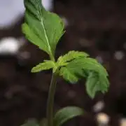 Pheno B Chem Brulee By Zamnesia