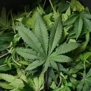 Pheno B Blue Waffle  F1 Zamnesia
