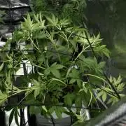 Pickle Lemon Haze F1 Zamnesia Pheno A