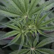 Animal Mints-Legends of the Frozen North