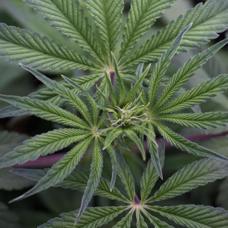 Animal Mints-Legends of the Frozen North