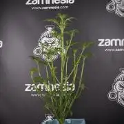 Skywalker OG Legends of the 12/12 Galaxy