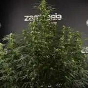 Lemon Cherry Gelato YumYum