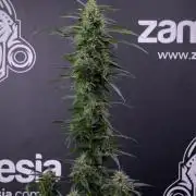 Blueberry  Muffin by Zamnesia Pheno A