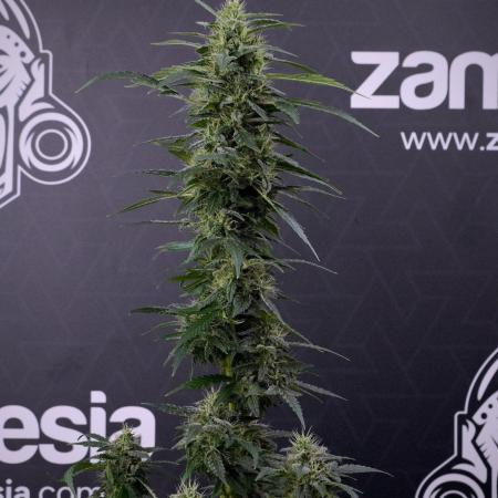 Blueberry  Muffin by Zamnesia Pheno A