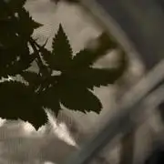 Pickle Lemon Haze F1 Zamnesia Pheno A