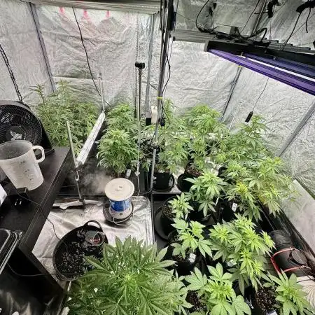 The one Mango Kush – Zamnesia Seeds
