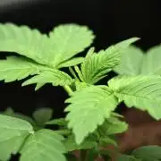 Pheno B Frosted Guava Auto By Zamnesia
