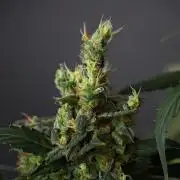 Pheno B Frosted Guava Auto By Zamnesia