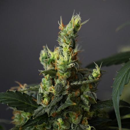 Pheno B Frosted Guava Auto By Zamnesia