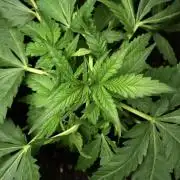 Pheno B Blueberry  Muffin by Zamnesia