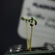 Pheno B God father OG By Zamnesia