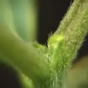Purple CousKush Auto By Zamnesia Pheno A