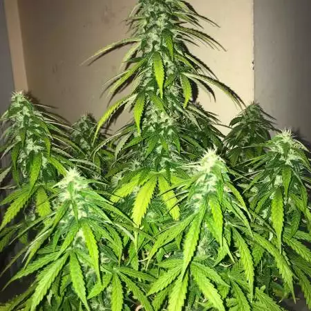 Sour Diesel Auto