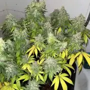 Apple Fritter #3 