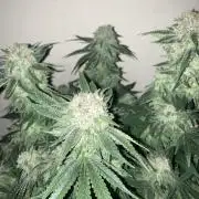 Glueberry og #2 (100watt)