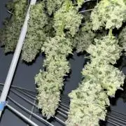 Strawberry Banana #3
