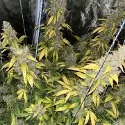 OG Kush