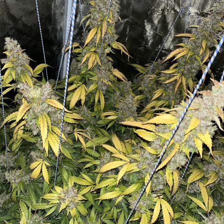 OG Kush