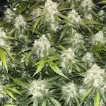 Blue Dream #38