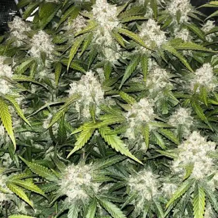 Blue Dream #38