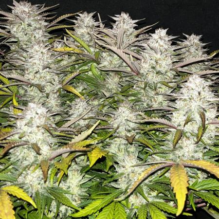 Kings Juice #3