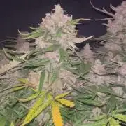 Blue Dream #42
