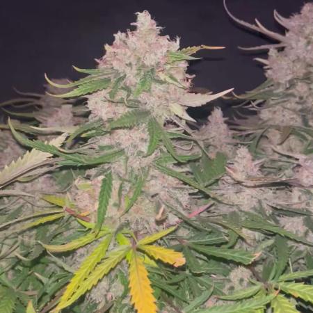 Blue Dream #42