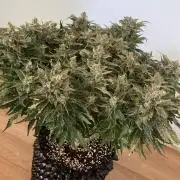 Og Kush #2