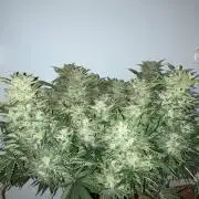 Tangie #4
