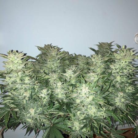 Tangie #4