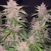Cherry Cola