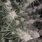 Super Lemon Haze #3