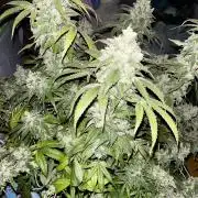 Apple Fritter