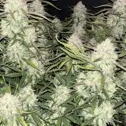 Ztrawberriez