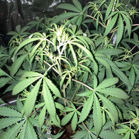 WestCoast OG