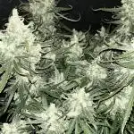 Super Lemon Haze #3