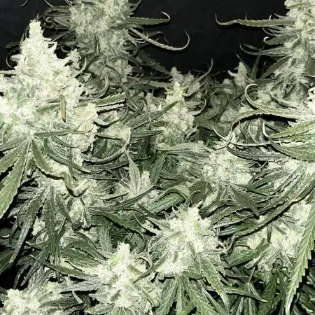 Super Lemon Haze #3
