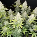 Kings Juice #2