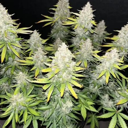 Kings Juice #2
