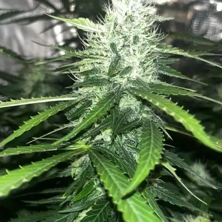 Blueberry #3
