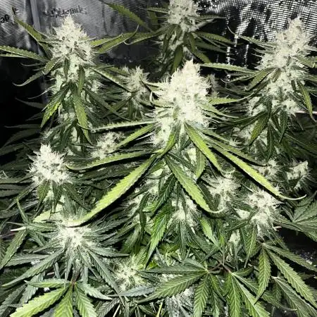 Blueberry #3