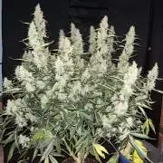 Jack herer