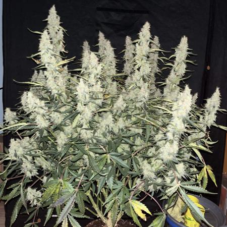 Jack herer