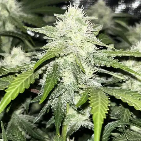 Blue Dream #38