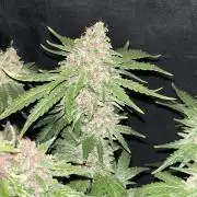 Forbidden Fruit #4