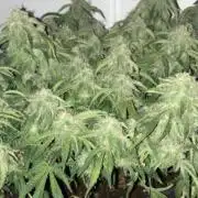 Tangie #3