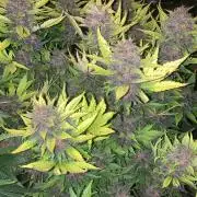 Blackberry #2 