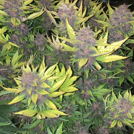 Blackberry #2 