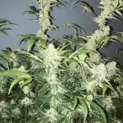 2 x Tangie’matic
